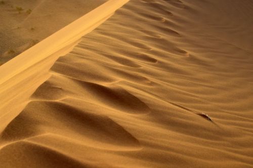 Free Captivating view of rippled sand dunes during sunset in the Sahara Desert's golden hour. Stock Photo