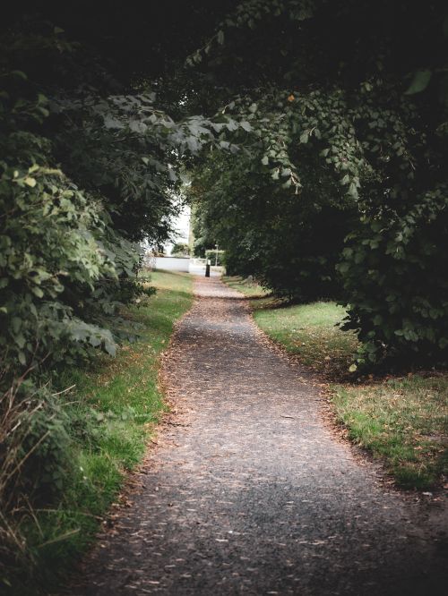 Free Peaceful wooded trail surrounded by dense greenery. Perfect for nature walks. Stock Photo