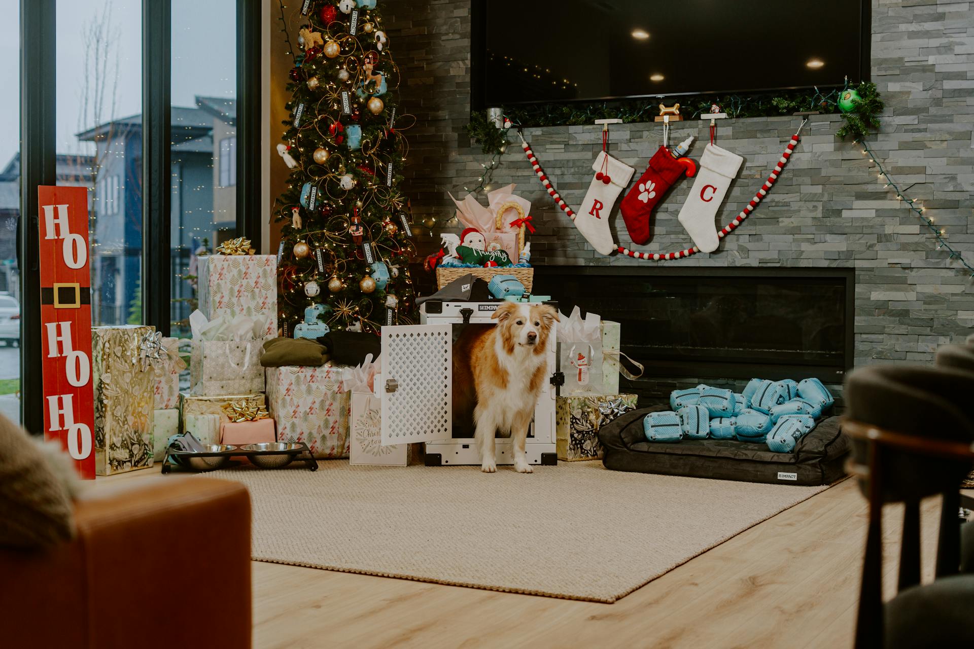 Le bonheur du matin de Noël: des caisses à chiens et des cadeaux pour vos amis à fourrure