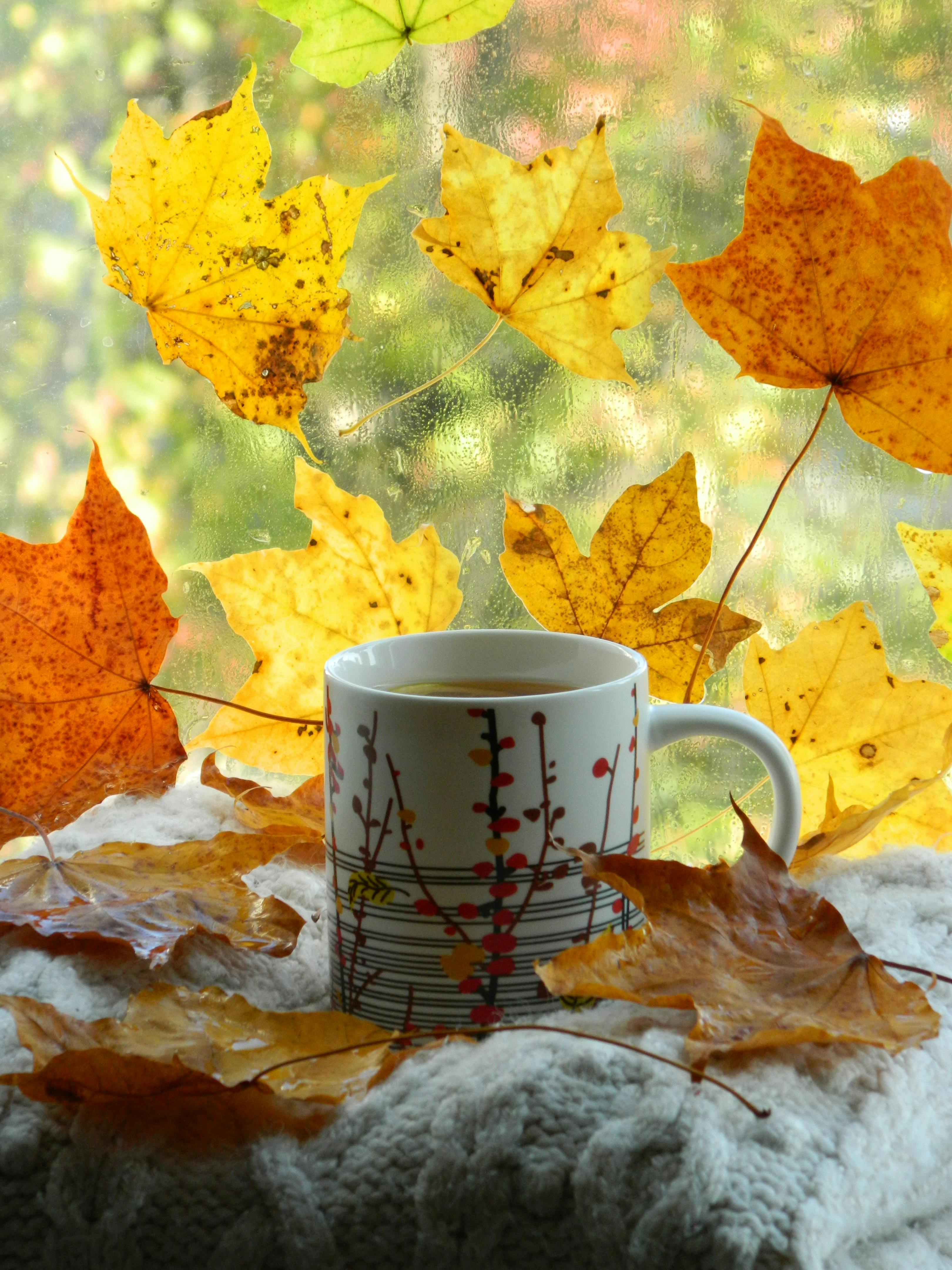 cozy autumn morning with hot beverage