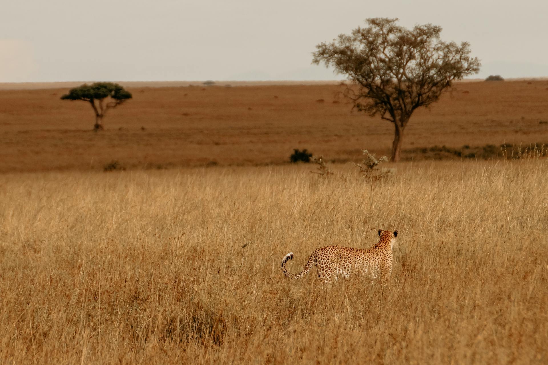 Cheetah in Serene African Grassland Landscape