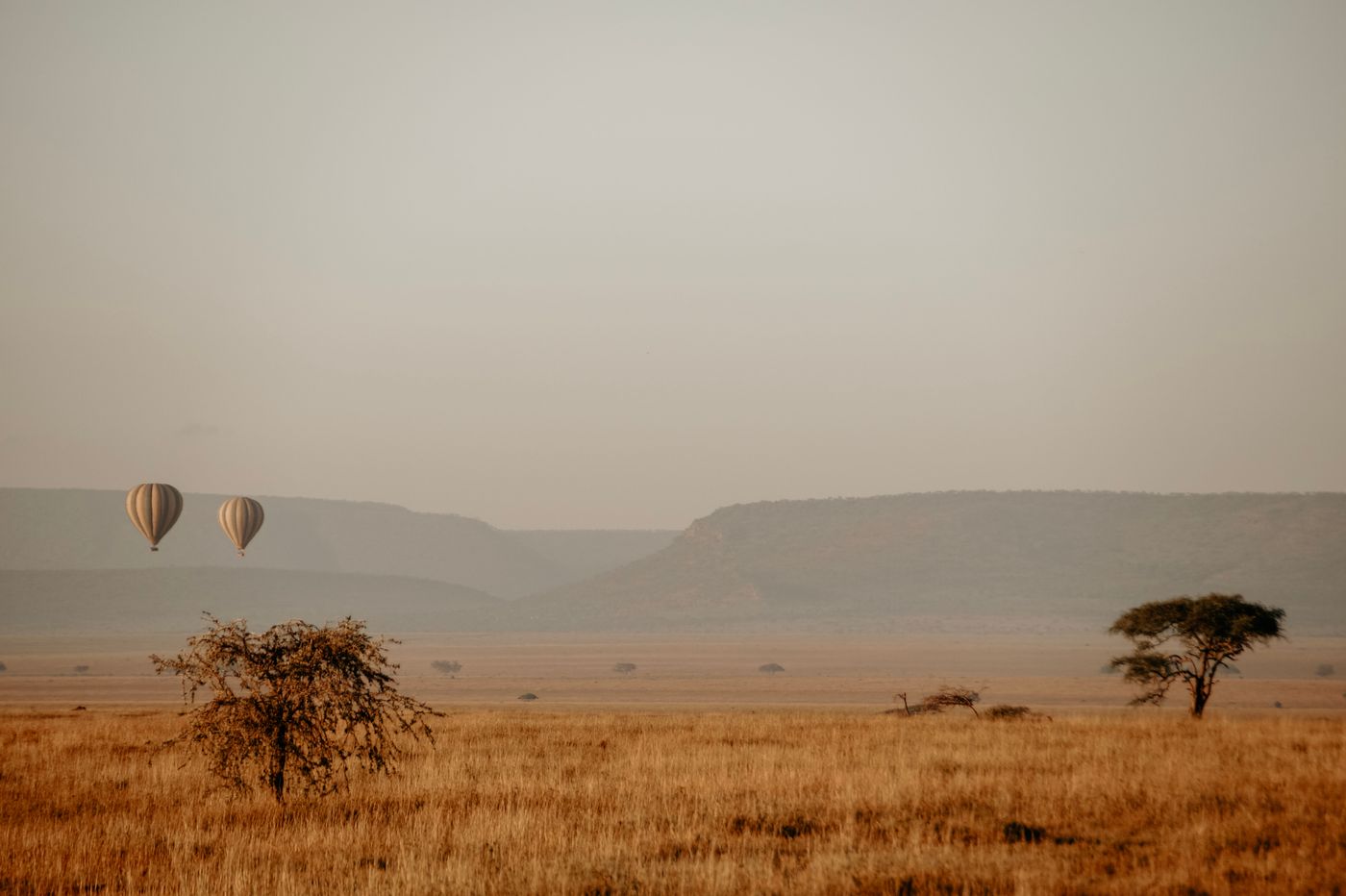 Hot-air balloons floating over the golden Serengeti plains at sunrise