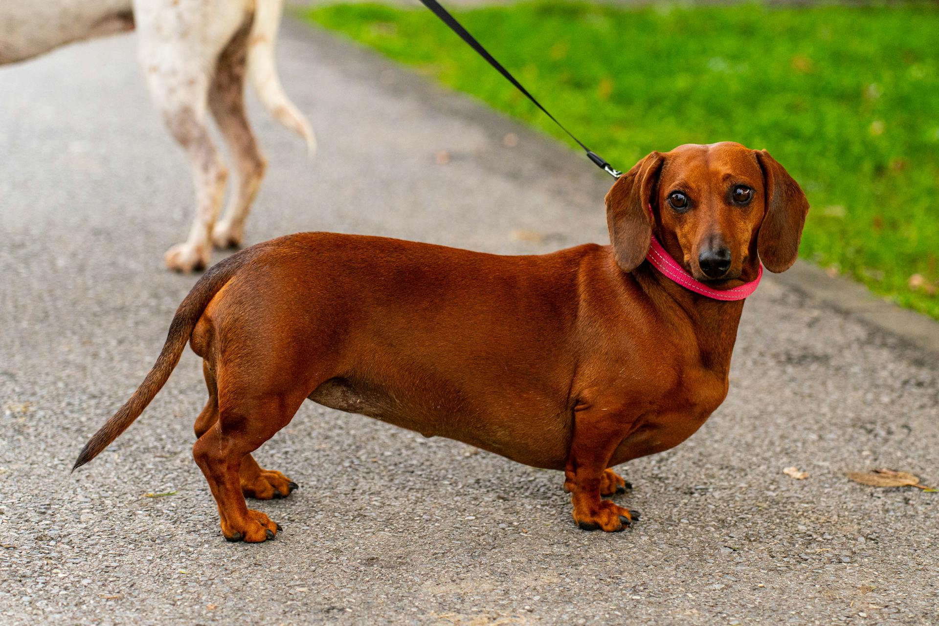 Adorable Dachshund on Leash in Park Setting