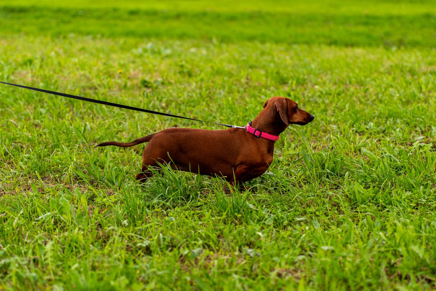 A red dachshund on a leash running across green grass