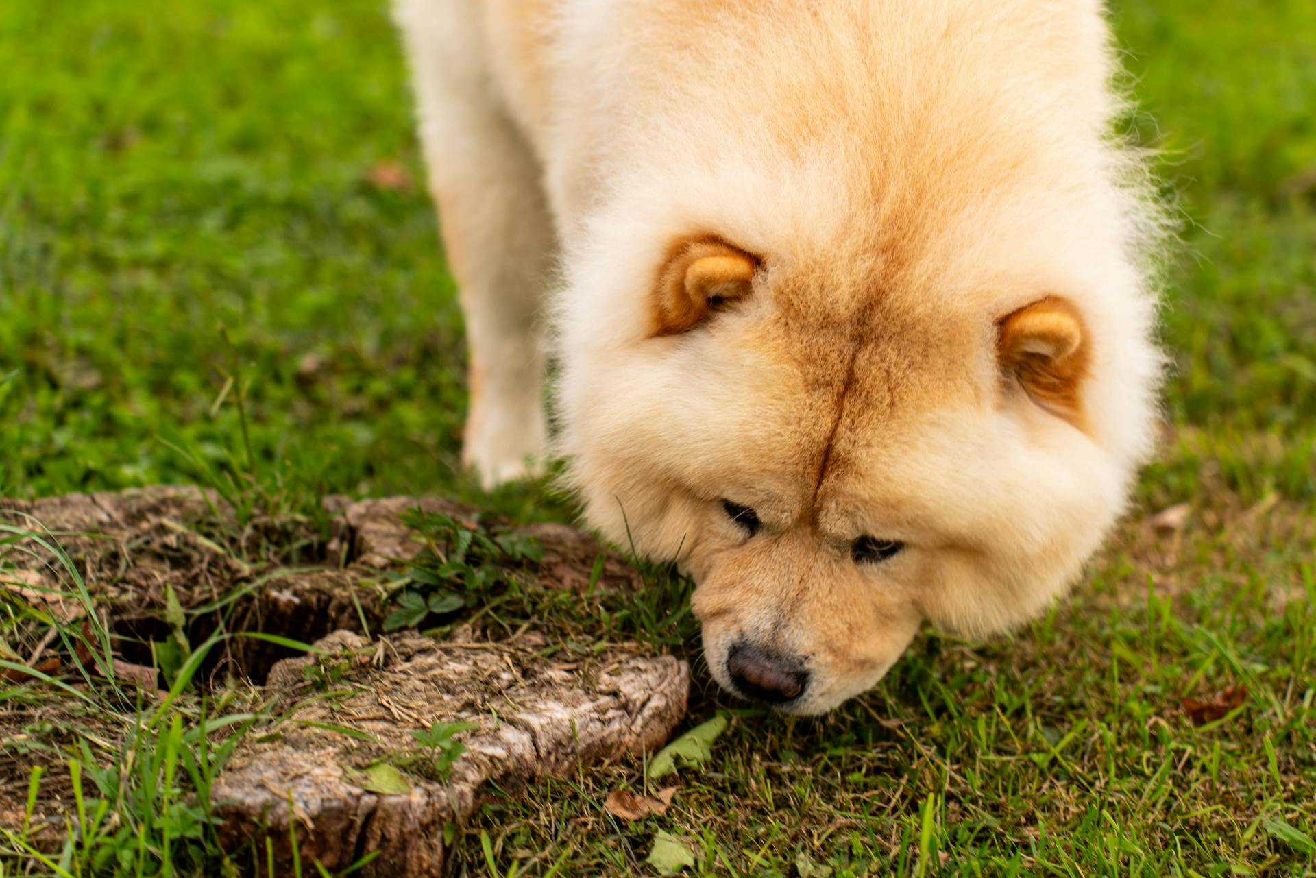 Chow Chow Dog Exploring in Green Field Outdoors