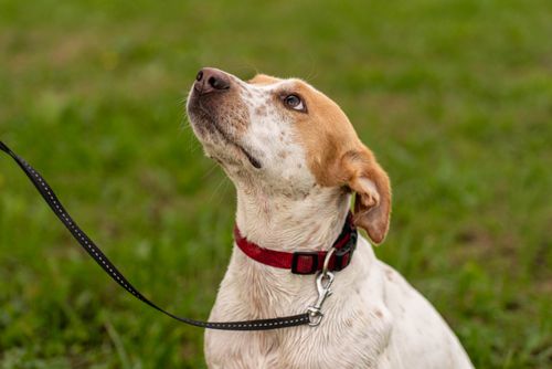 Free Charming dog with red collar gazing upward on a grassy field. Ideal for pet lovers and inventory sites. Stock Photo