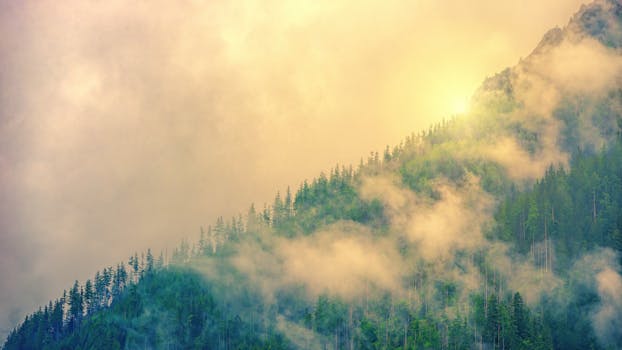 Serene misty evergreen forest landscape at sunrise with soft glowing light