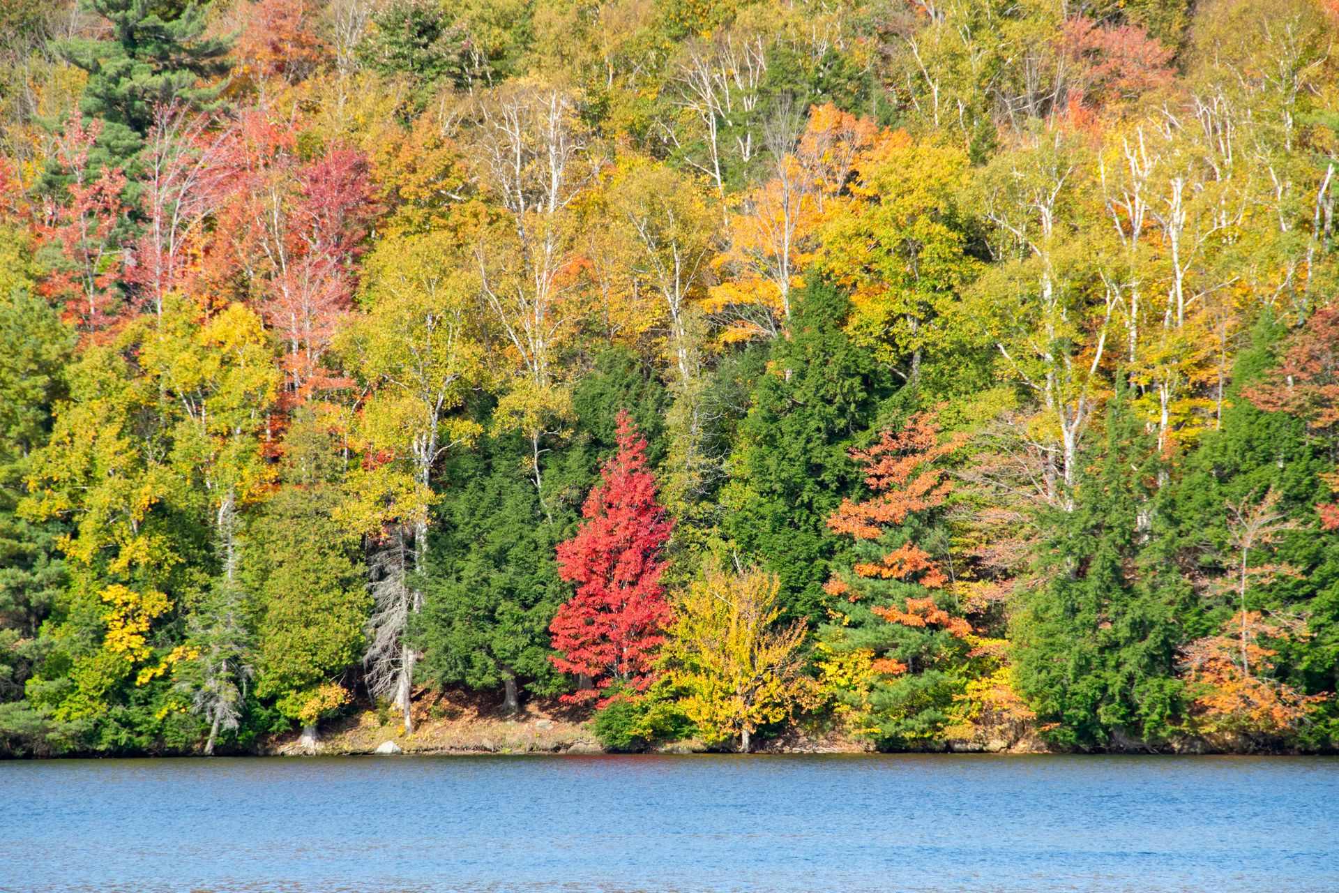 Fall Foliage Along Kent Pond - Red Tree