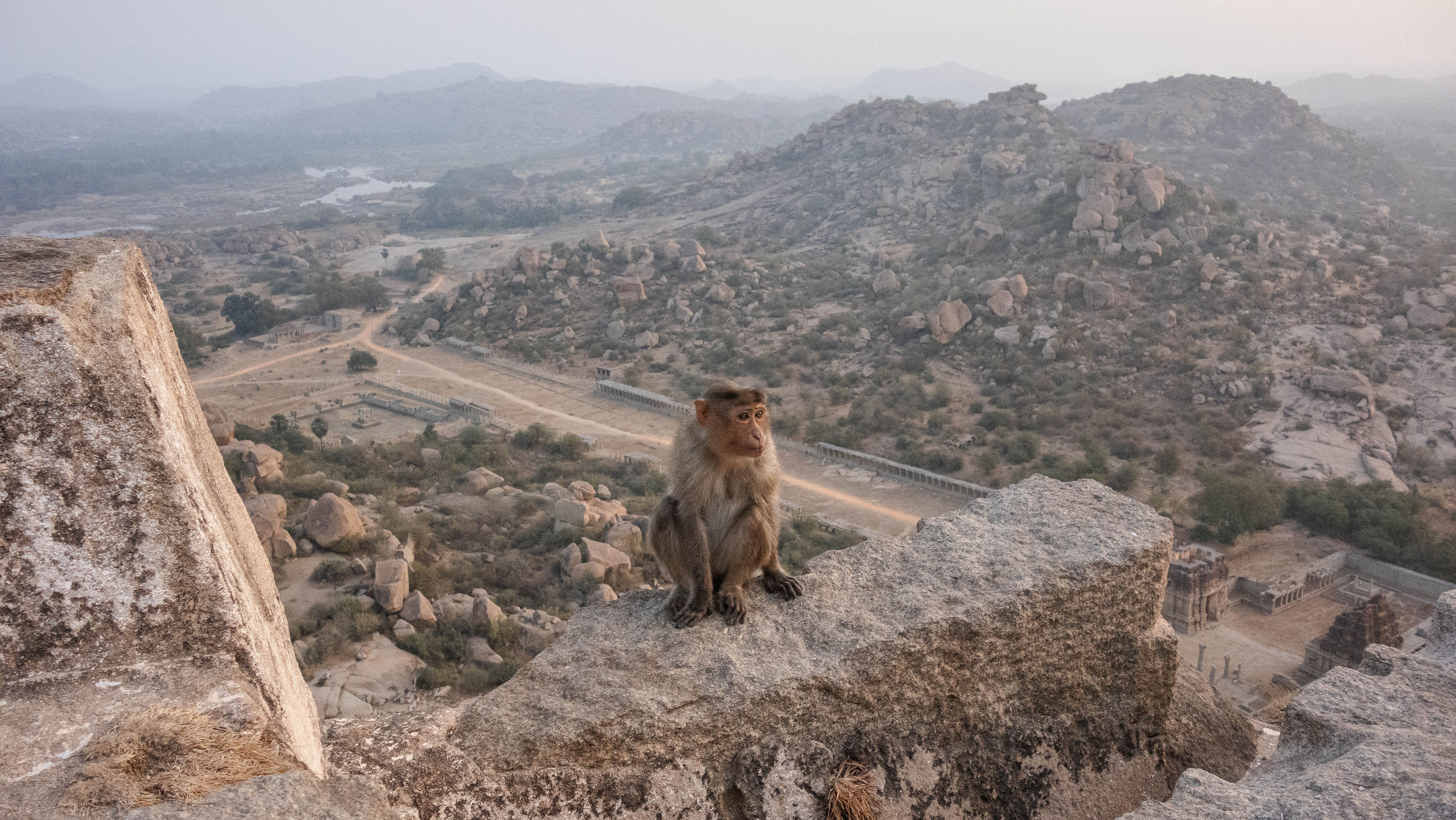 A monkey sits on a stone wall with scenic views of rocky landscape in Hampi, India.