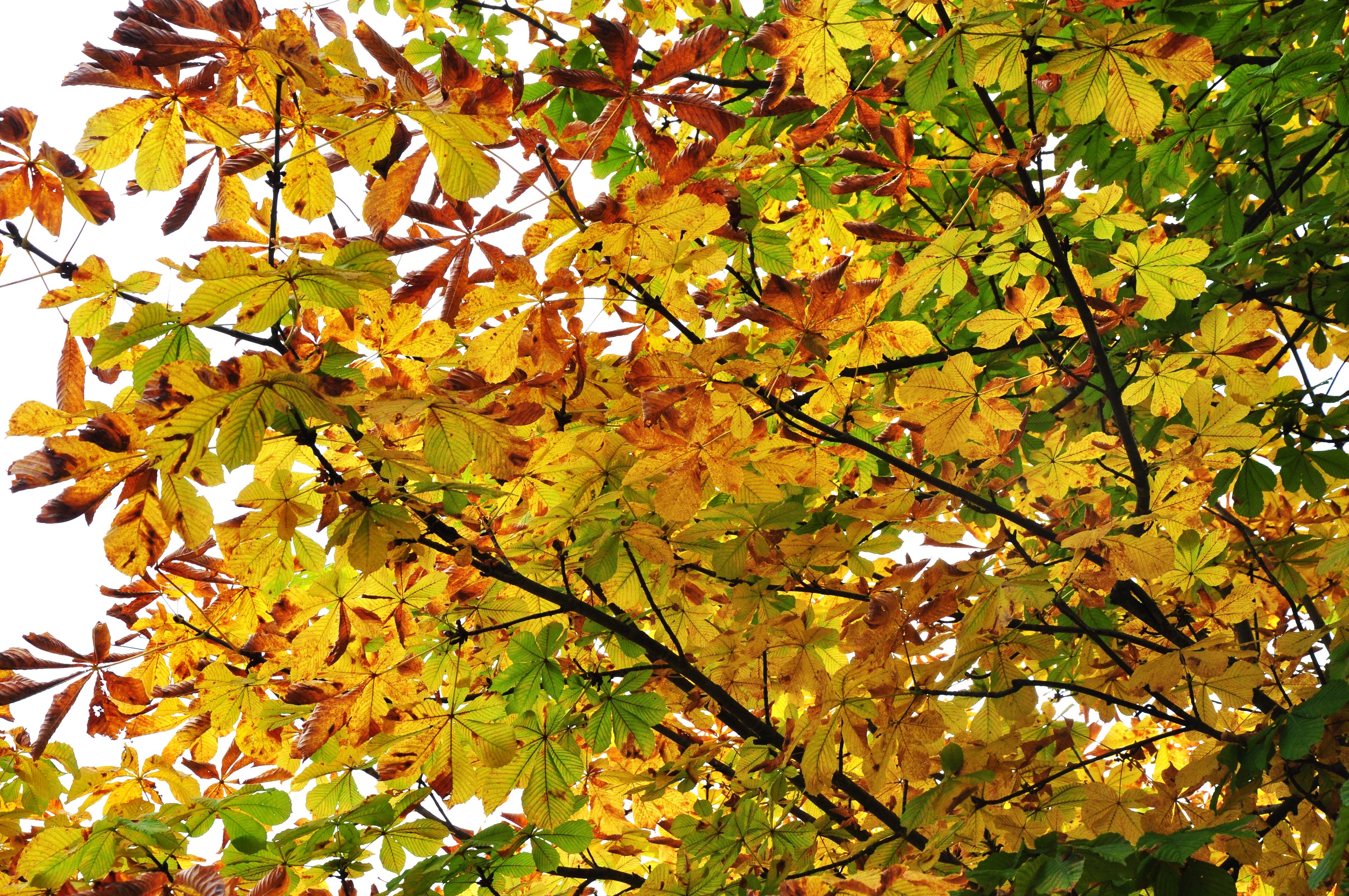 Vibrant autumn foliage on a chestnut tree — chestnut tree Surrey BC changing with the seasons