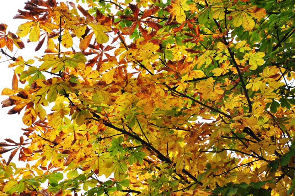 Vibrant autumn foliage on a chestnut tree — chestnut tree Surrey BC changing with the seasons