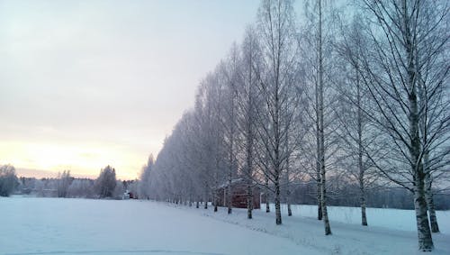 árvores Cobertas De Neve