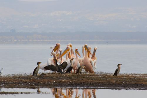 Free A serene scene of pelicans and cormorants gathered by the lakeside, showcasing birdlife harmony. Stock Photo