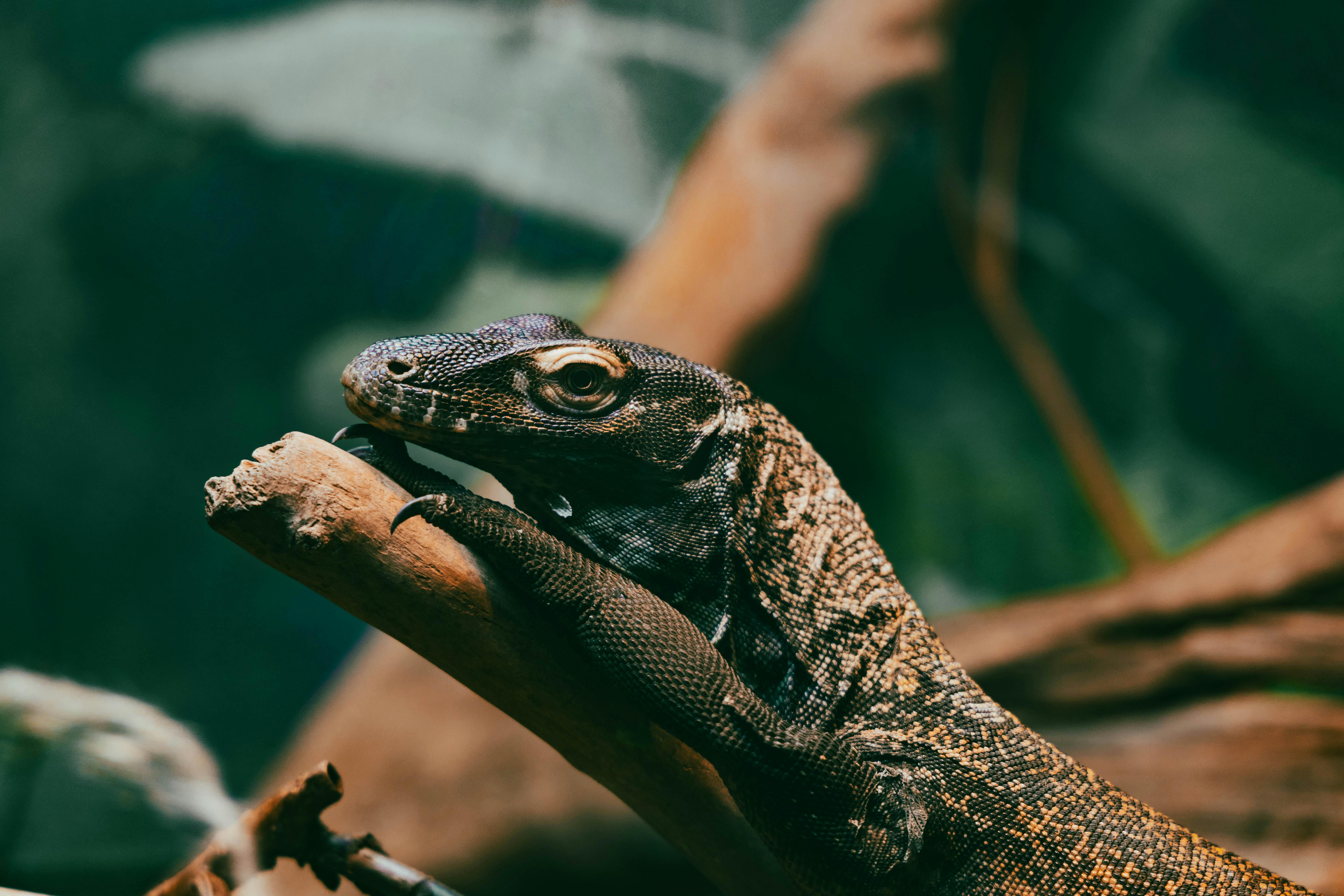 Jurassic dinosaurs had specialized diets to coexist peacefully — Photo by Owen.outdoors on Pexels