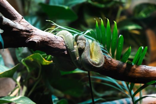 pythons photo