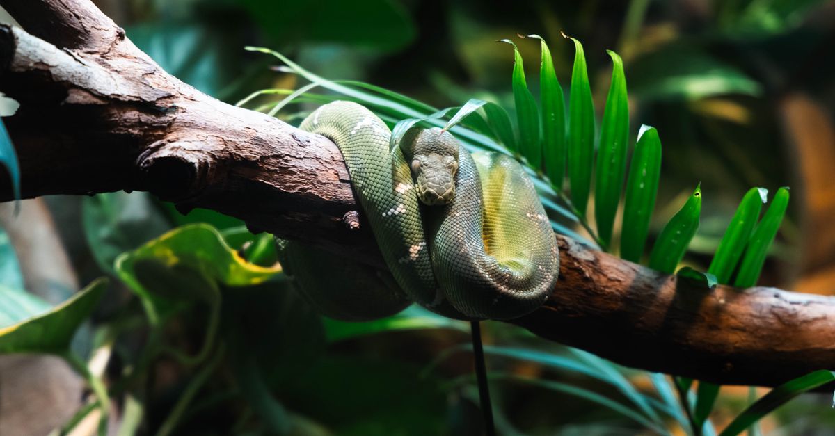 Crested Tree Python Green Tree Python Resting on Branch · Free Stock Photo