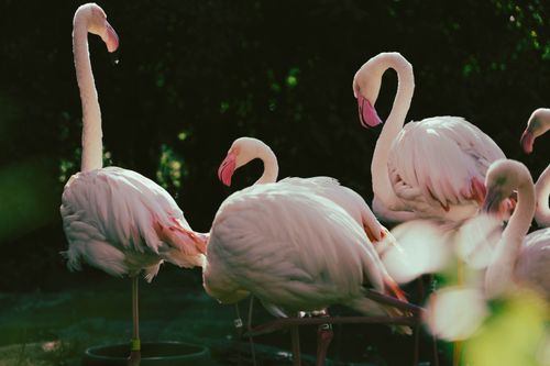 Free A serene group of flamingos basking in natural sunlight, showcasing their elegance. Stock Photo
