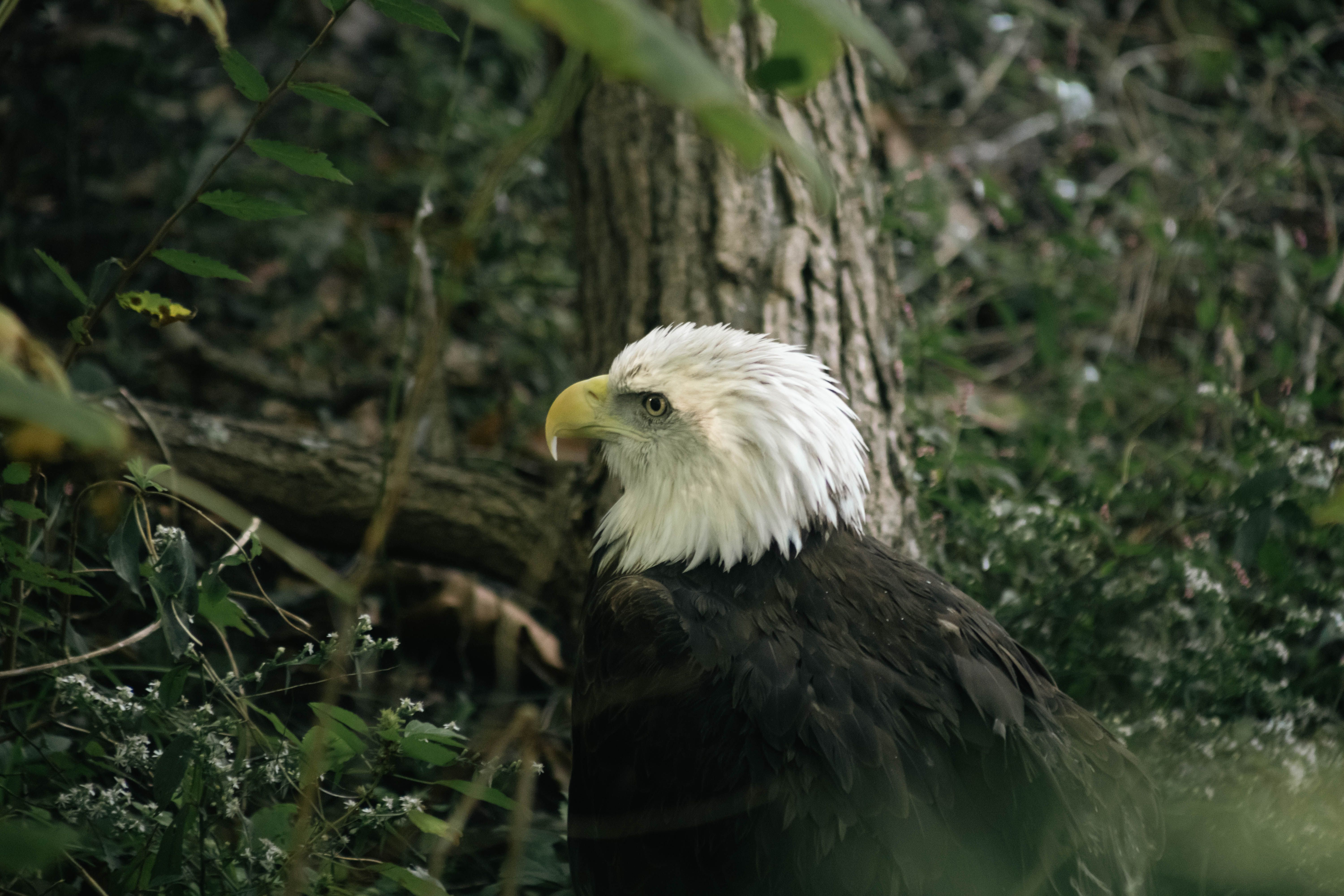 Bald Eagle Feathers Photos, Download The BEST Free Bald Eagle Feathers