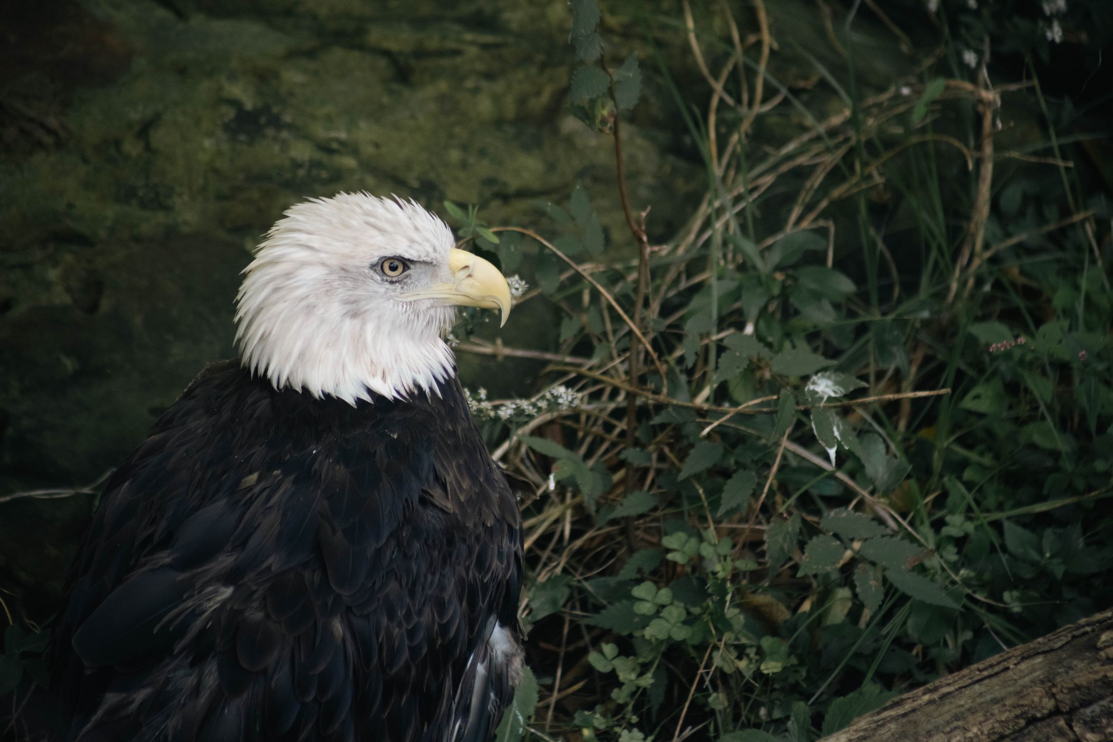 Majestic Bald Eagle in Natural Habitat · Free Stock Photo