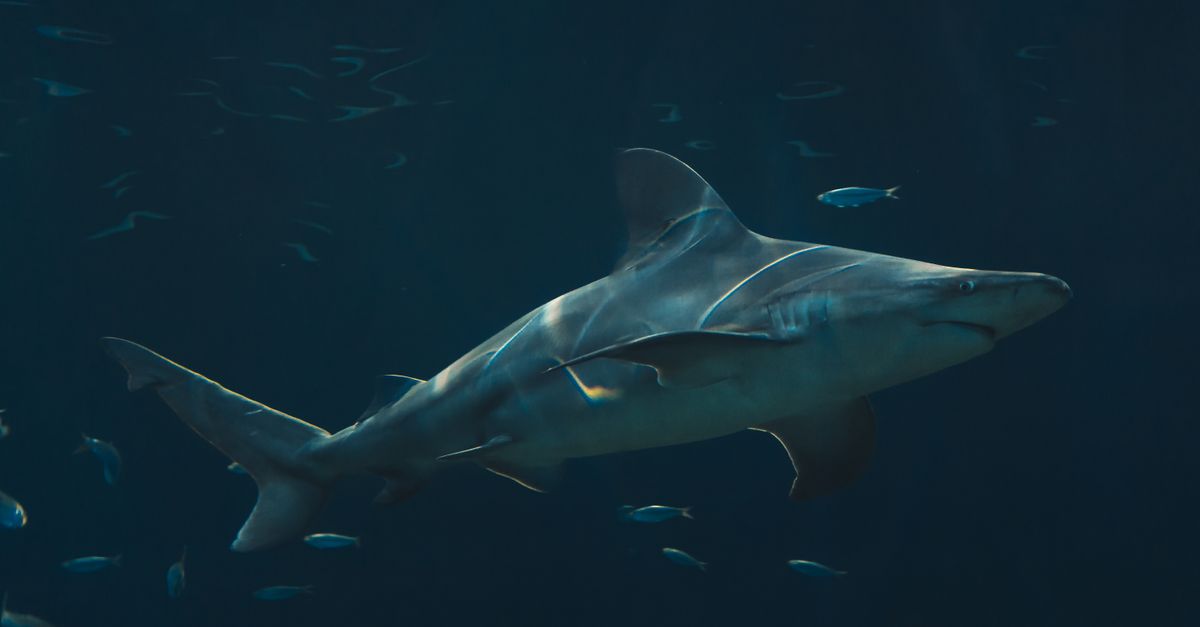 Los 10 animales con los sentidos más extremos del reino animal Los 10 animales con los sentidos más extremos del reino animal