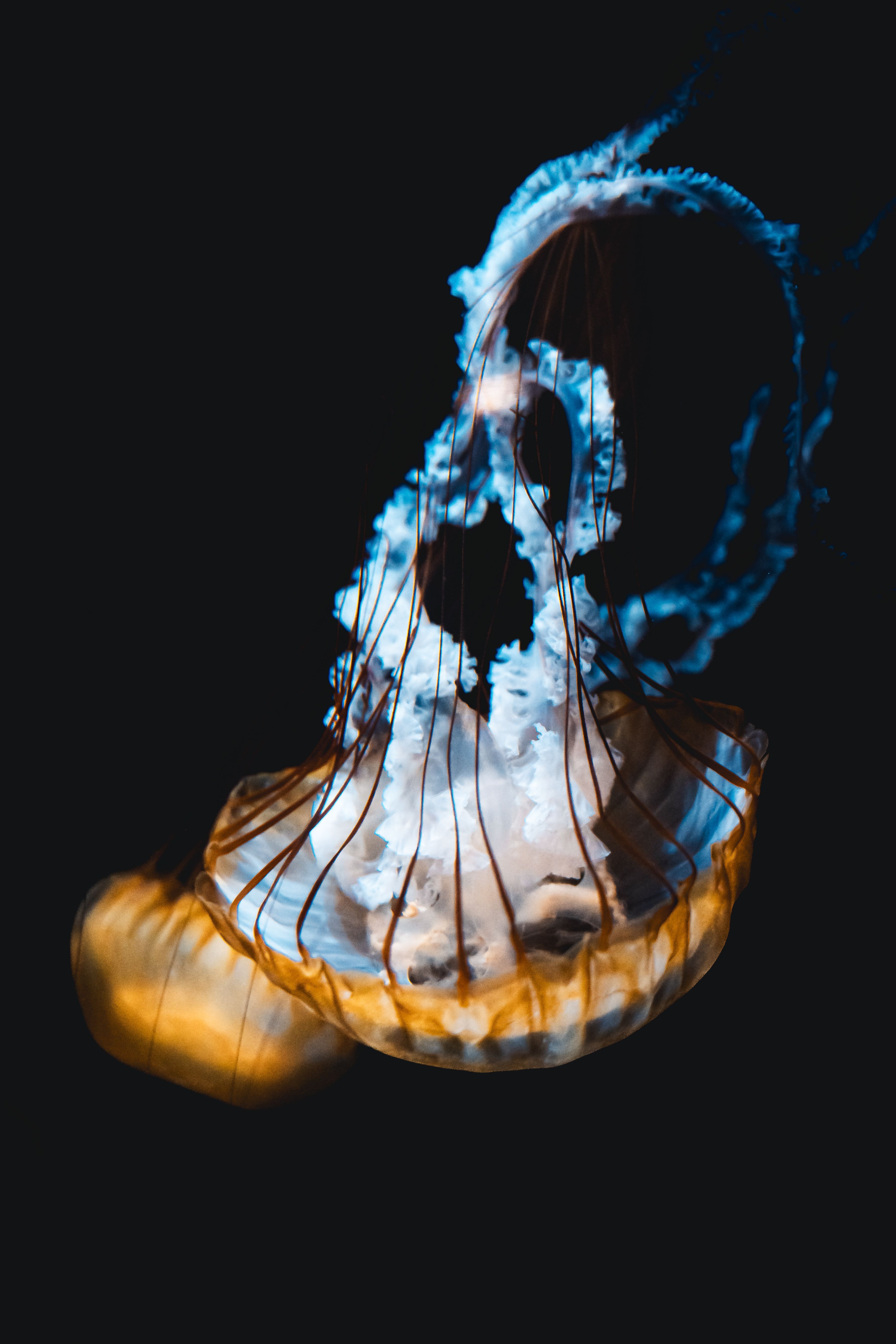 Vibrant Jellyfish in Deep Blue Ocean Waters · Free Stock Photo