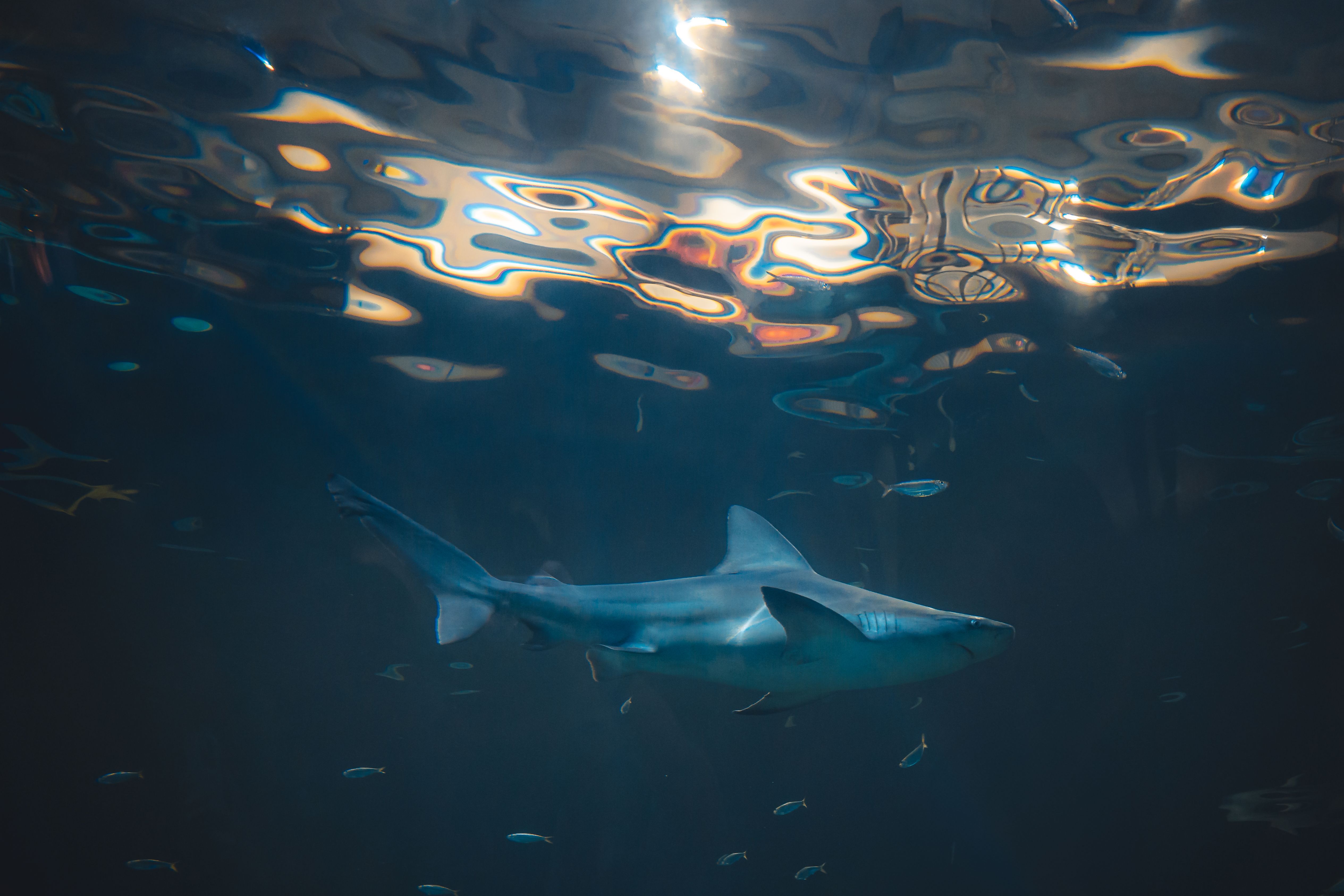 Shark scientists gets £1m to help protect them