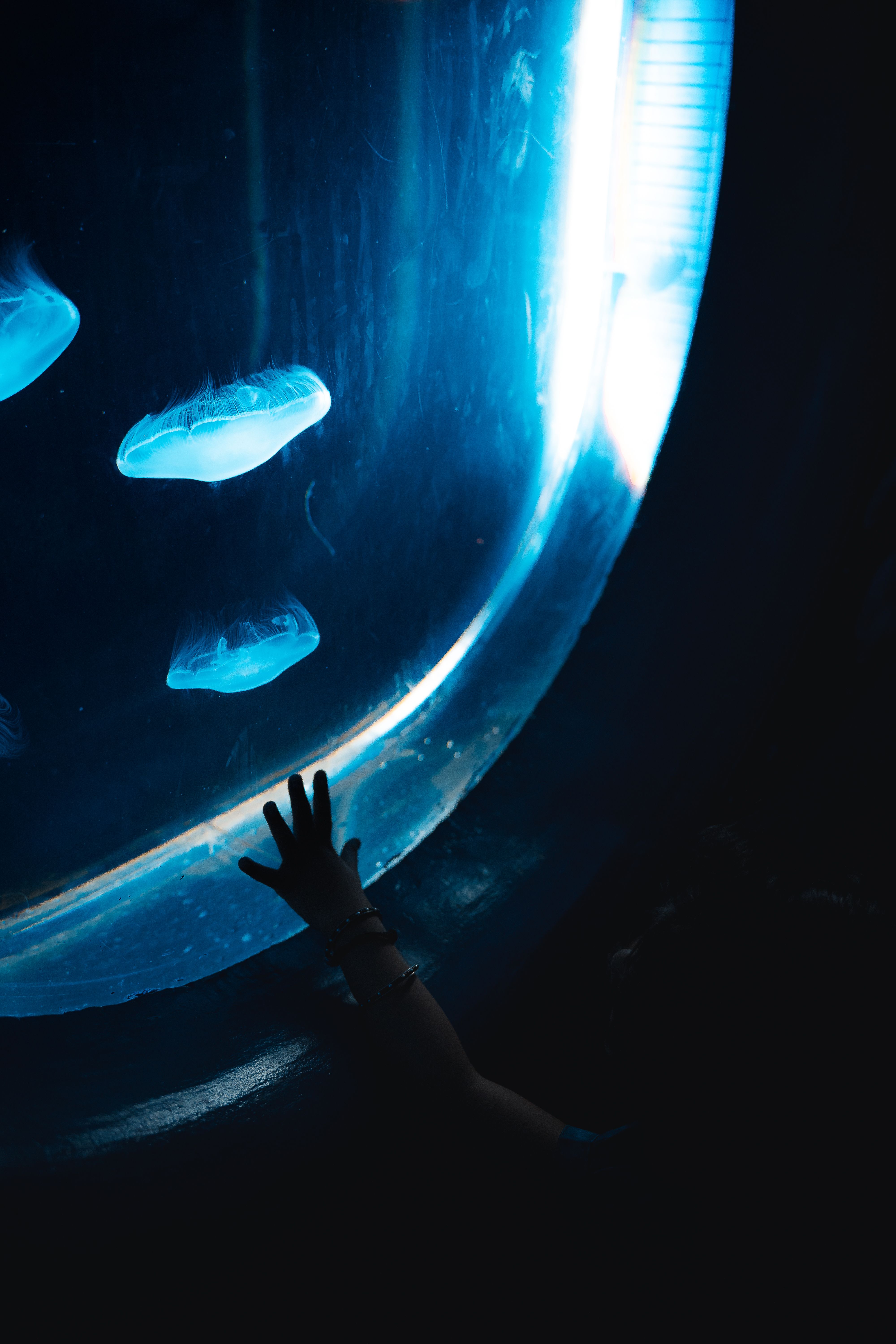 People Touching Jellyfish Photos, Download The BEST Free People ...