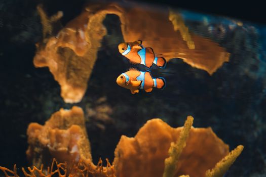 Two clownfish swimming among vibrant corals in a tranquil underwater scene.