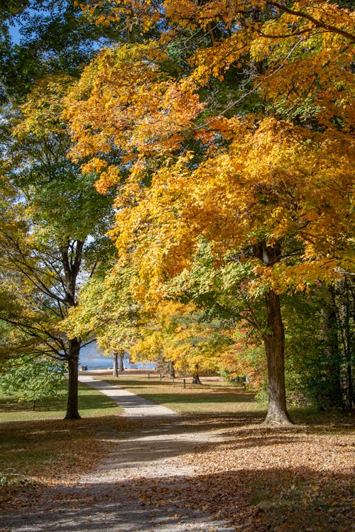Autumn Pathway Through Golden Maple Trees · Free Stock Photo