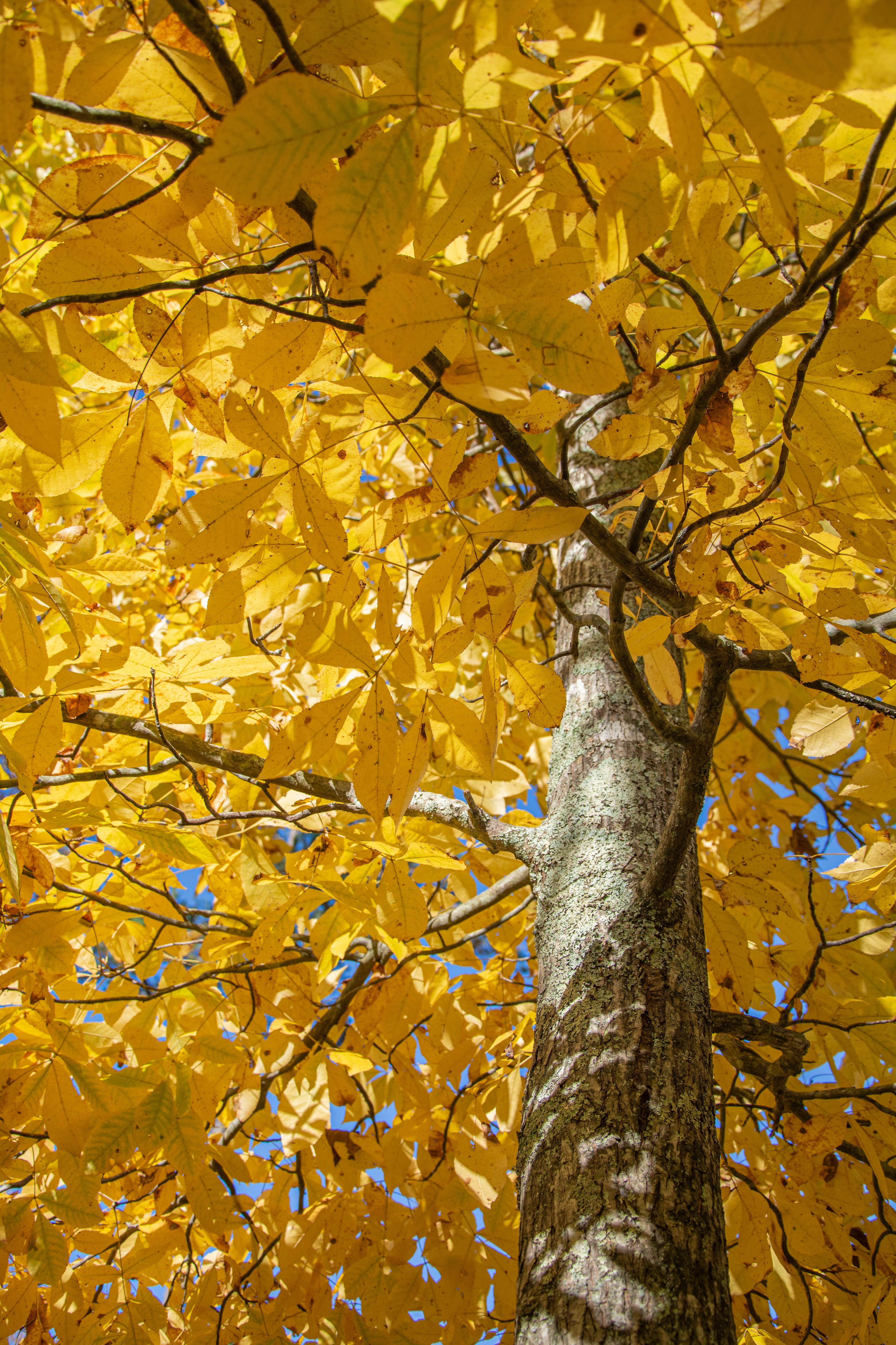 Vibrant yellow leaves of a tree in autumn sunlight, showcasing the season's beauty.