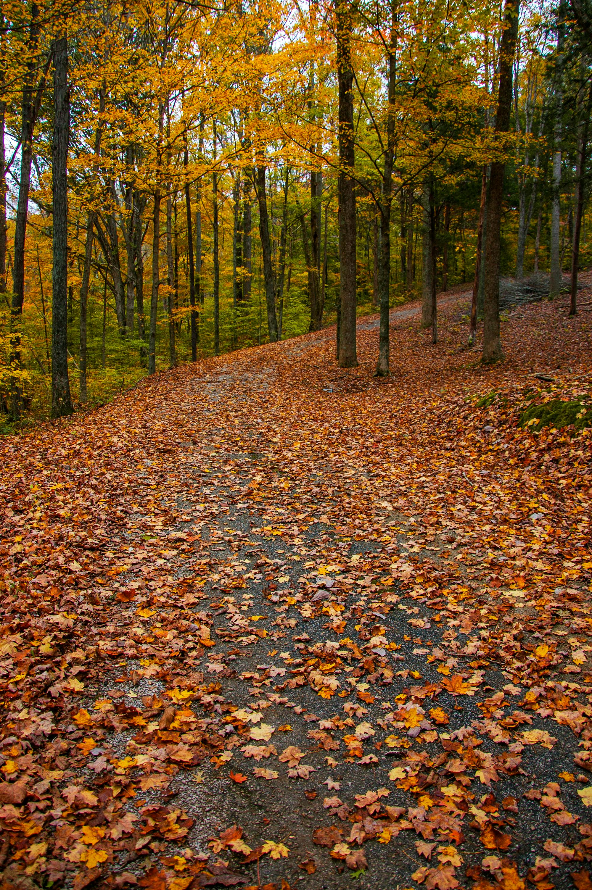 Serene forest path covered in colorful autumn leaves, perfect for seasonal landscapes.