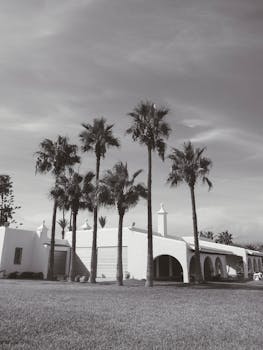 Black and white image of a villa surrounded by tall palm trees, creating a serene atmosphere.