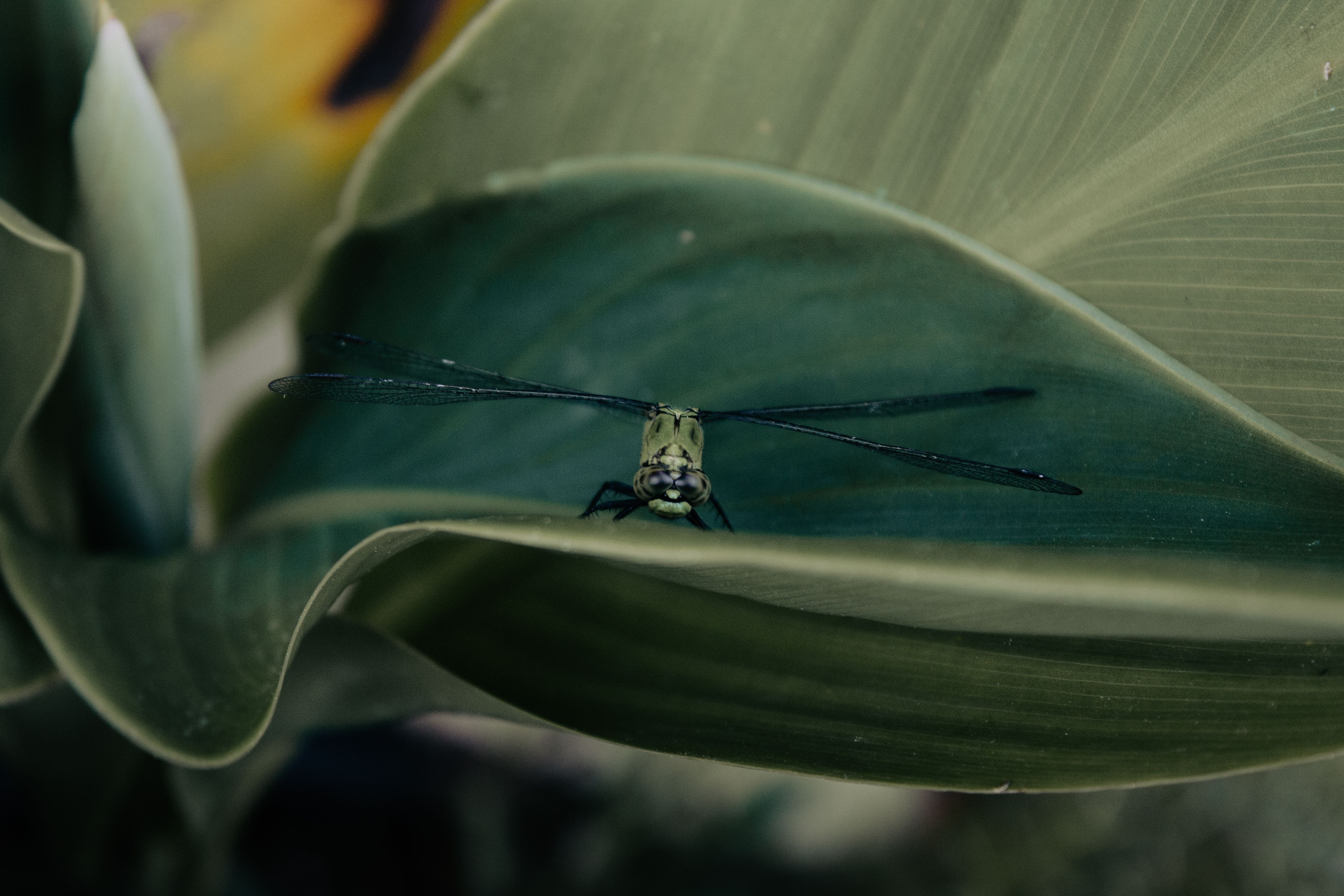 Close-up of Dragonfly Resting on Leaf · Free Stock Photo