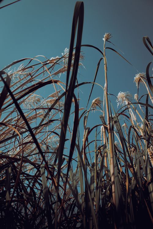 Free Low-angle view of tall wild grasses under a clear blue sky creating a natural and moody atmosphere. Stock Photo