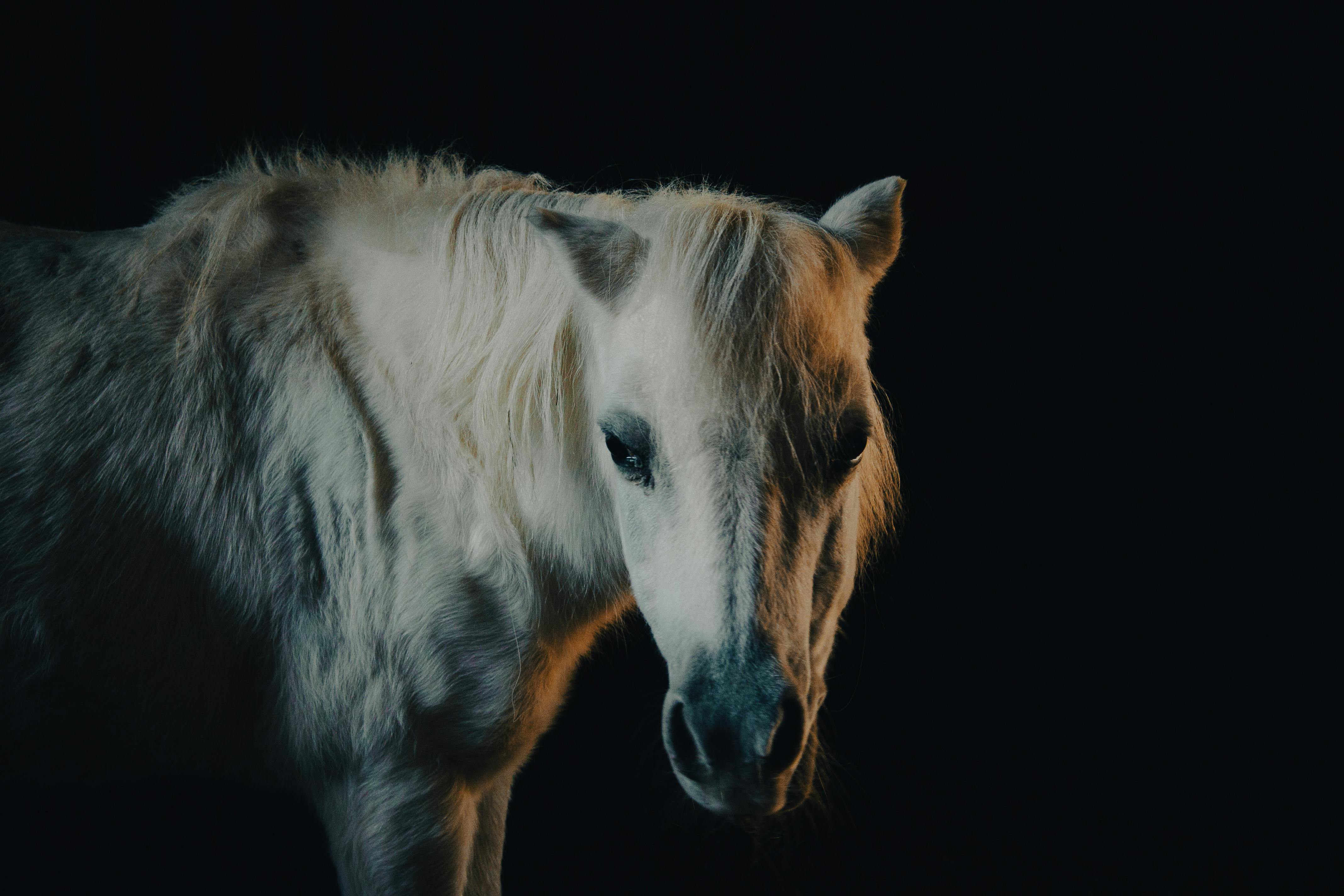 Close-up of a serene white horse illuminated by soft lighting against a dark background.