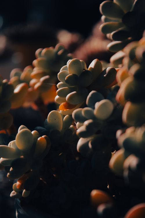 Free Moody lighting on textured succulent plant emphasizing nature's organic beauty. Stock Photo