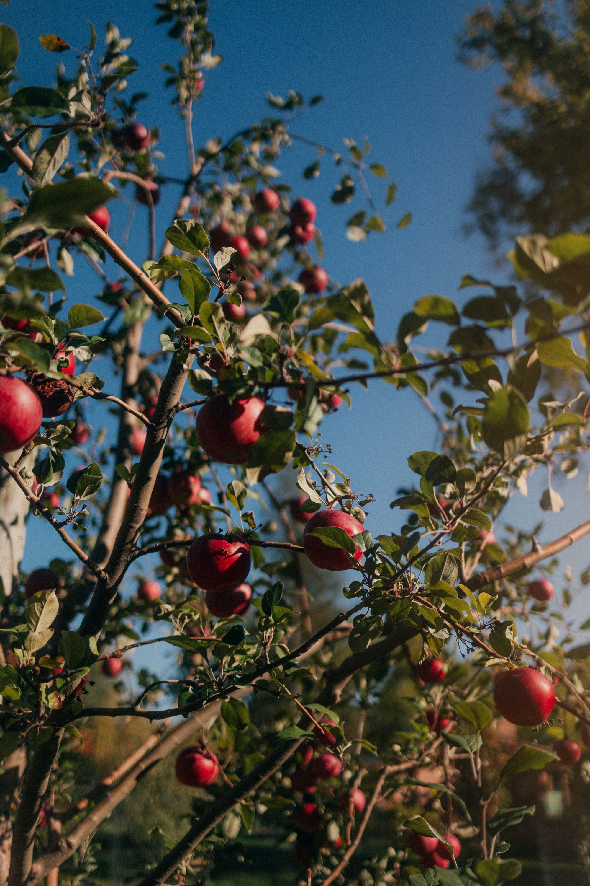 Himachal Pradesh apple orchards