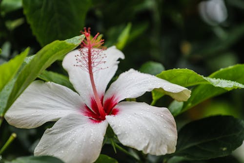 Free stock photo of costa rica, flower, green