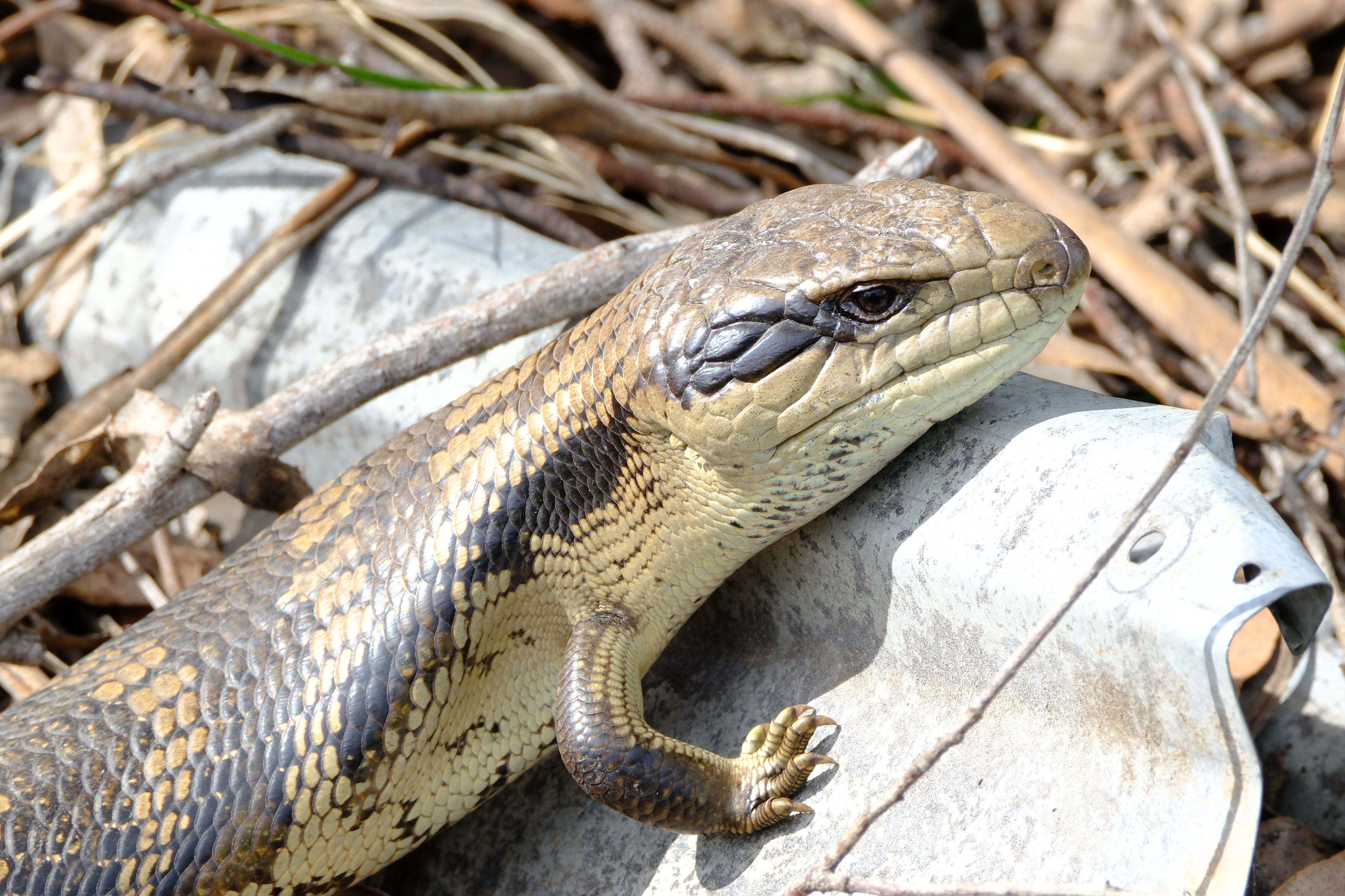 Close-up of a Lizard Resting on Natural Surface · Free Stock Photo