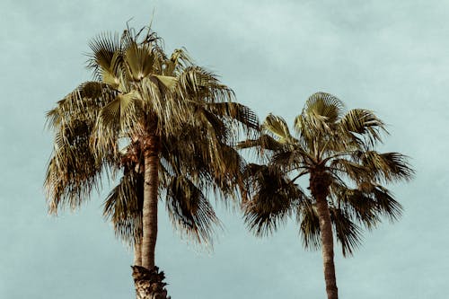 Fotobanka s bezplatnými fotkami na tému borovice, kokosové palmy, nízkouhlá fotografia