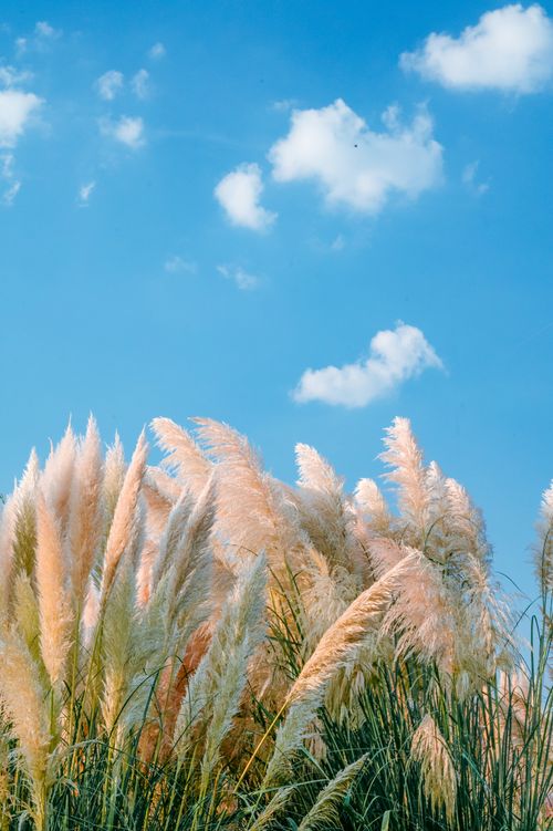 Free A tranquil view of pampas grass under a vibrant blue sky with fluffy clouds. Stock Photo