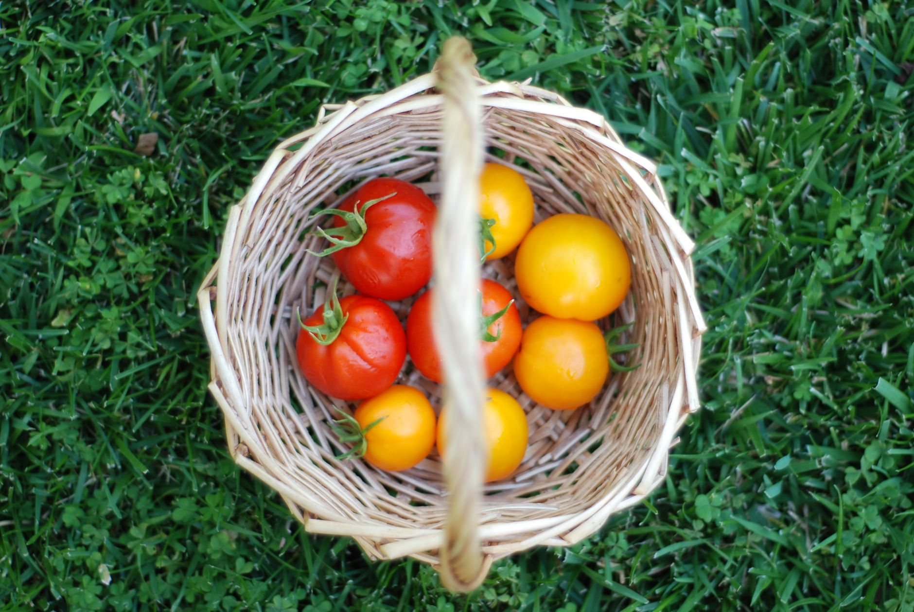 Close-up of ripe tomatoes hanging on supported tomato plant in the garden
