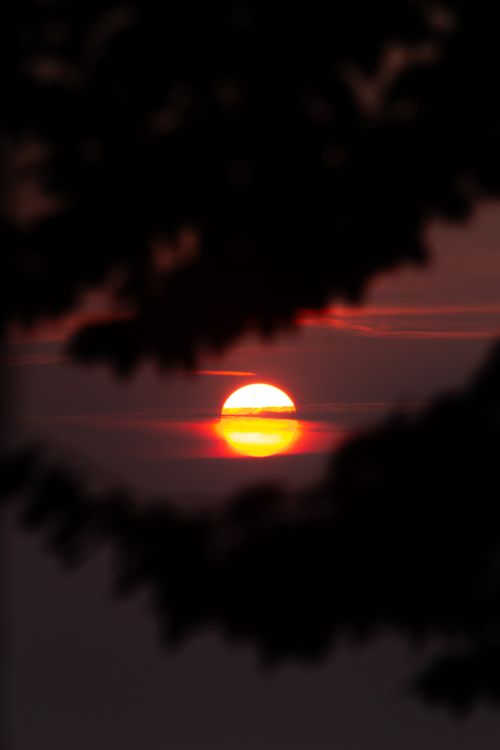 Vibrant Sunset Framed by Silhouetted Trees · Free Stock Photo