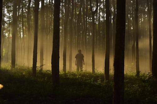 Uomo In Mezzo A Alberi Ad Alto Fusto