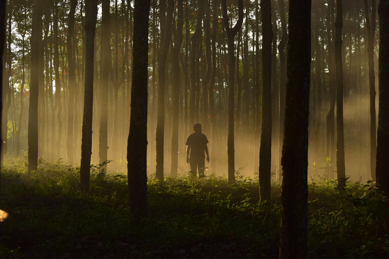 a man stands silhouetted amidst mist in a dense autumn forest backlit