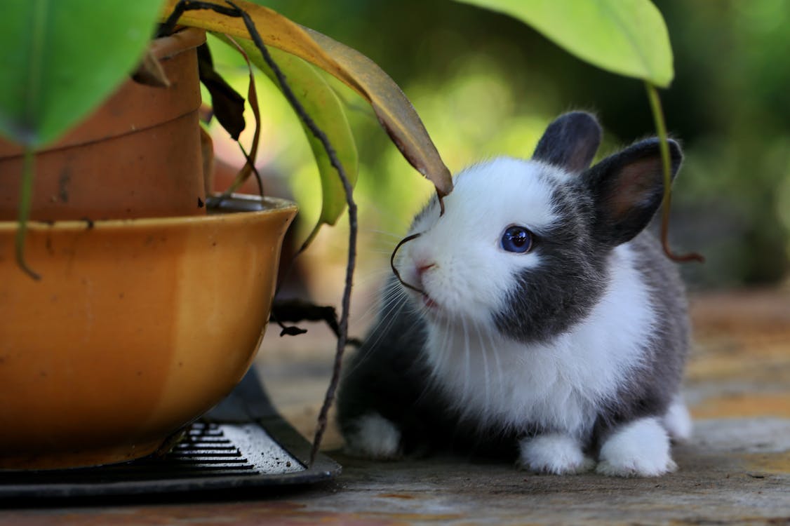 Free A Bunny Besides Potted A Plant Stock Photo