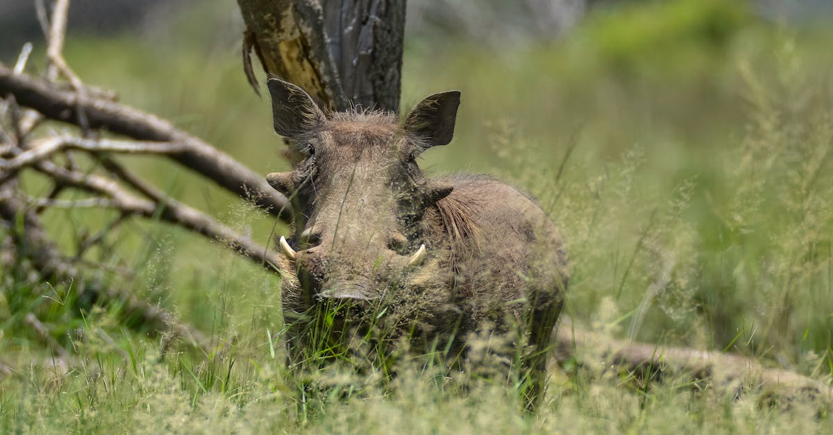Free stock photo of Warthog Pig