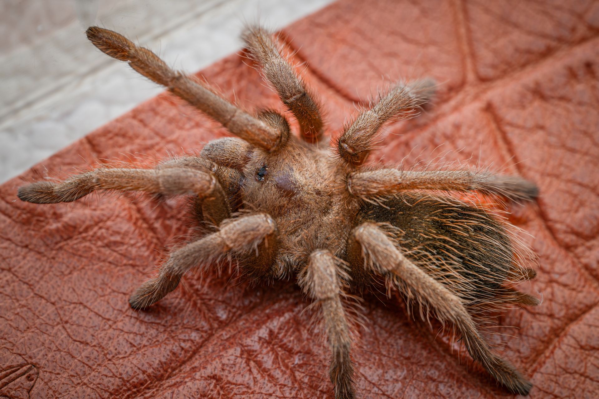 Close-up of a Tarantula on Textured Surface