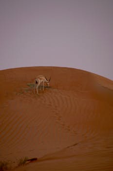在温暖的暮光天空下，一只孤独的羚羊在广阔的沙丘上吃草