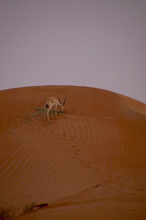 Brown Antelope